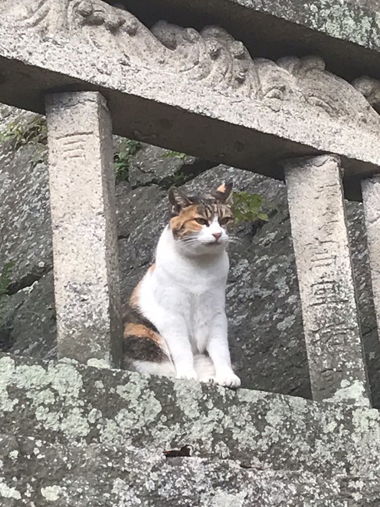キングチェリーさんが投稿した御袖天満宮に関する口コミの画像