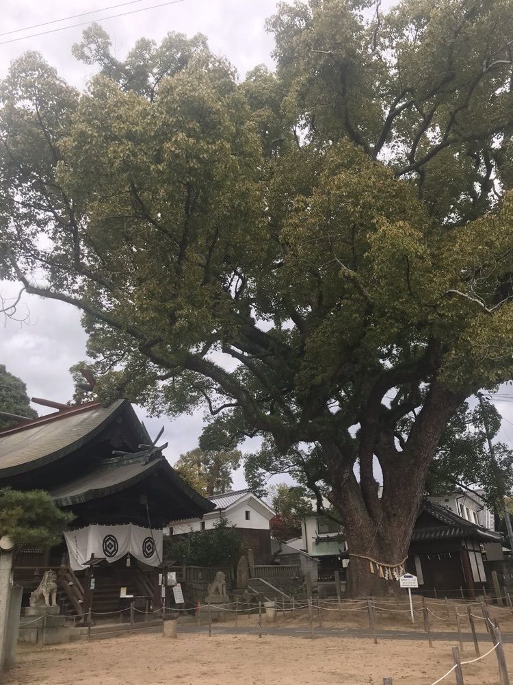 キングチェリーさんが投稿した艮神社に関する口コミの画像