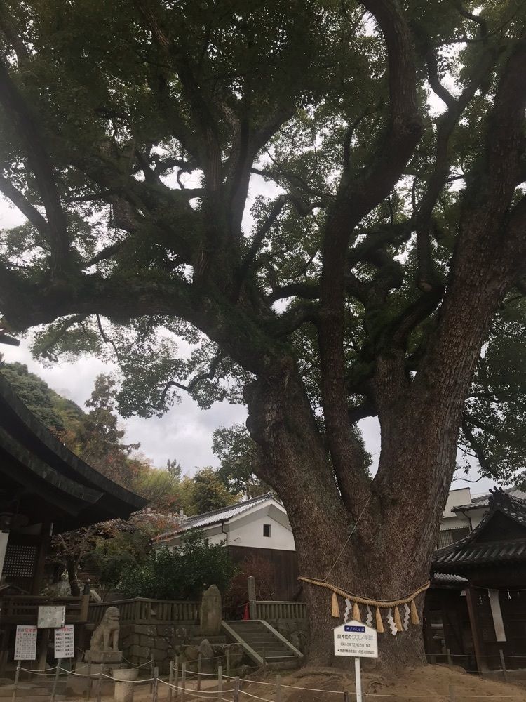 キングチェリーさんが投稿した艮神社に関する口コミの画像