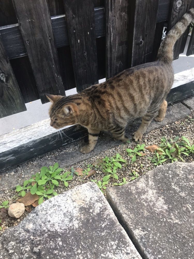キングチェリーさんが投稿した艮神社に関する口コミの画像