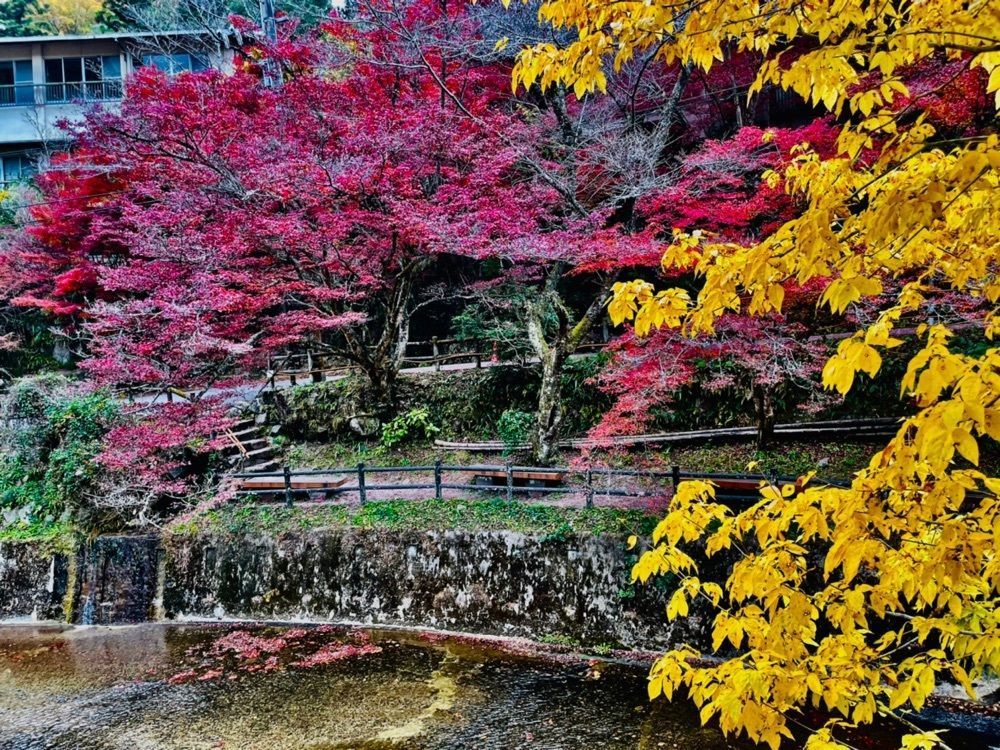 Mitsuさんが投稿した岩屋堂公園に関する口コミの画像
