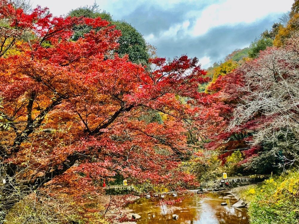 Mitsuさんが投稿した岩屋堂公園に関する口コミの画像