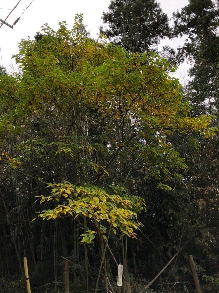 からっ風②さんが投稿した唐沢山の紅葉に関する口コミの画像