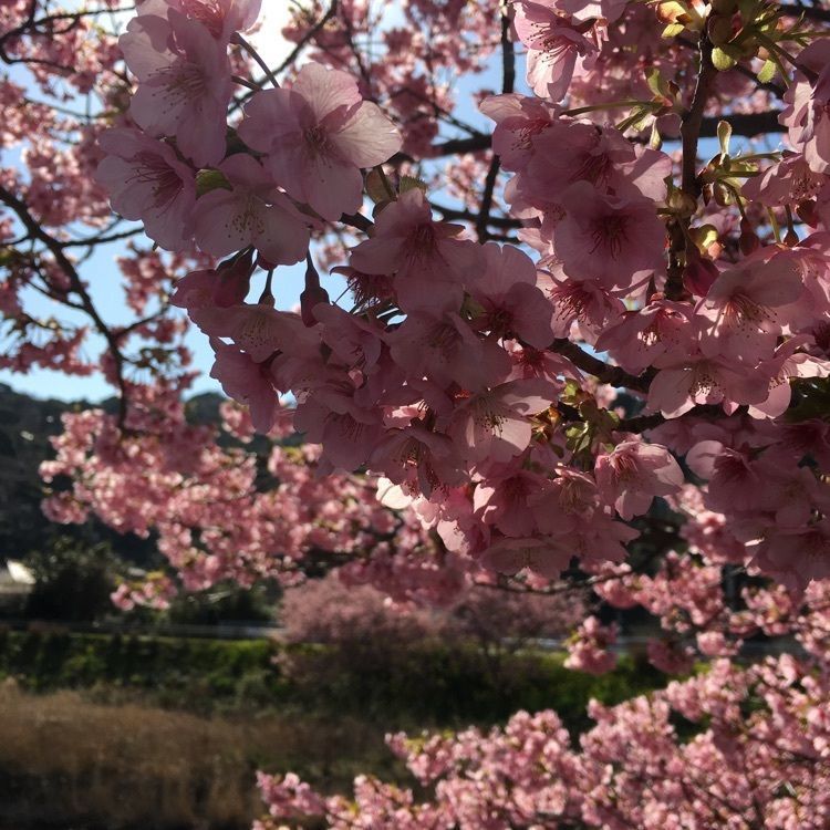 ざんぎさんが投稿した河津・花小町に関する口コミの画像