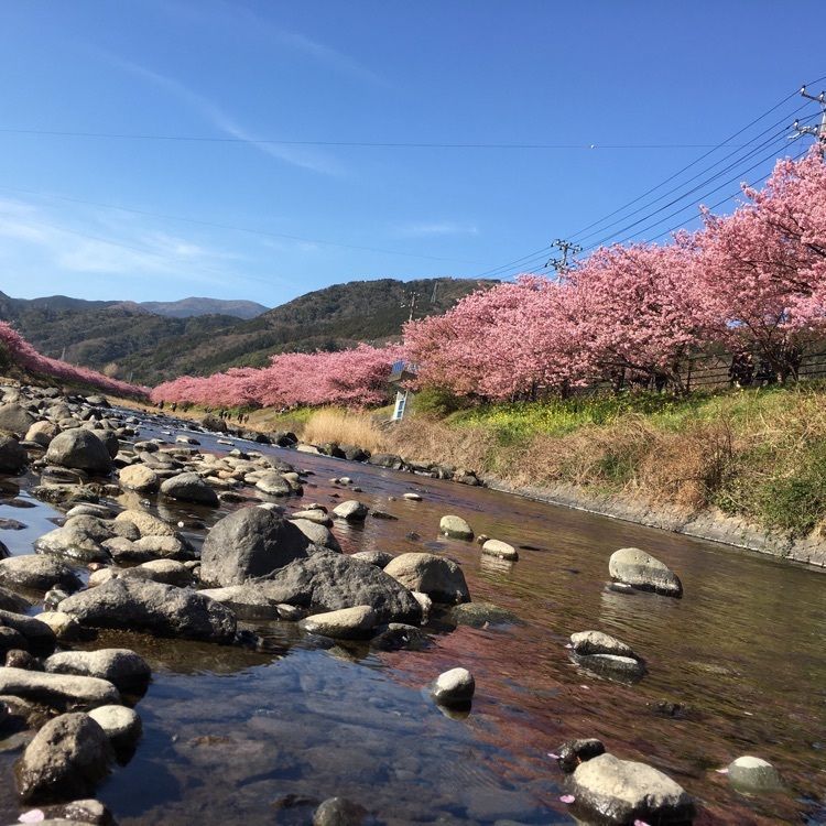 ざんぎさんが投稿した河津・花小町に関する口コミの画像