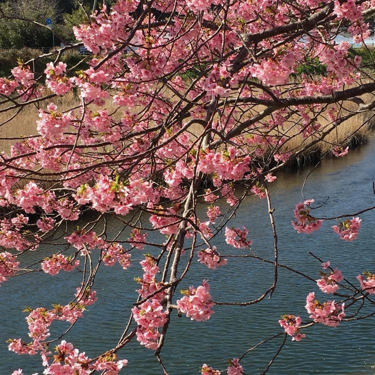 ざんぎさんが投稿した河津・花小町に関する口コミの画像
