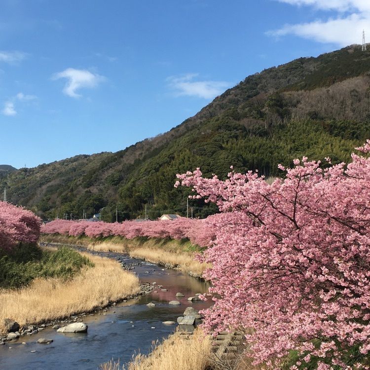 ざんぎさんが投稿した河津・花小町に関する口コミの画像