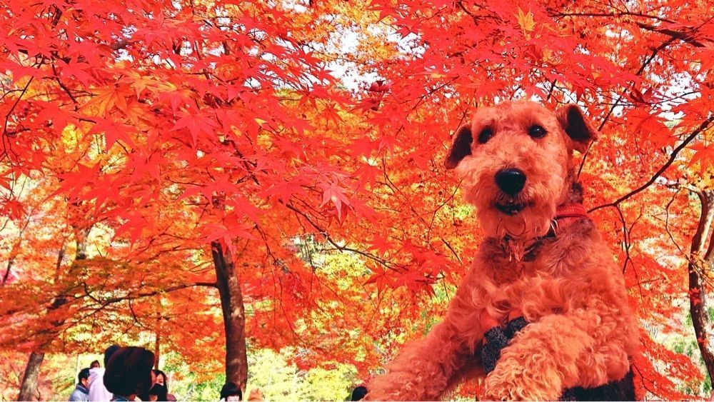 池田モコさんが投稿した最上山公園もみじ山の紅葉に関する口コミの画像