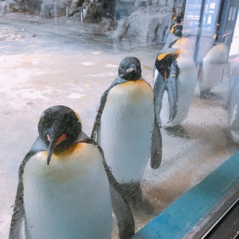 鮎さんが投稿した長崎ペンギン水族館に関する口コミの画像