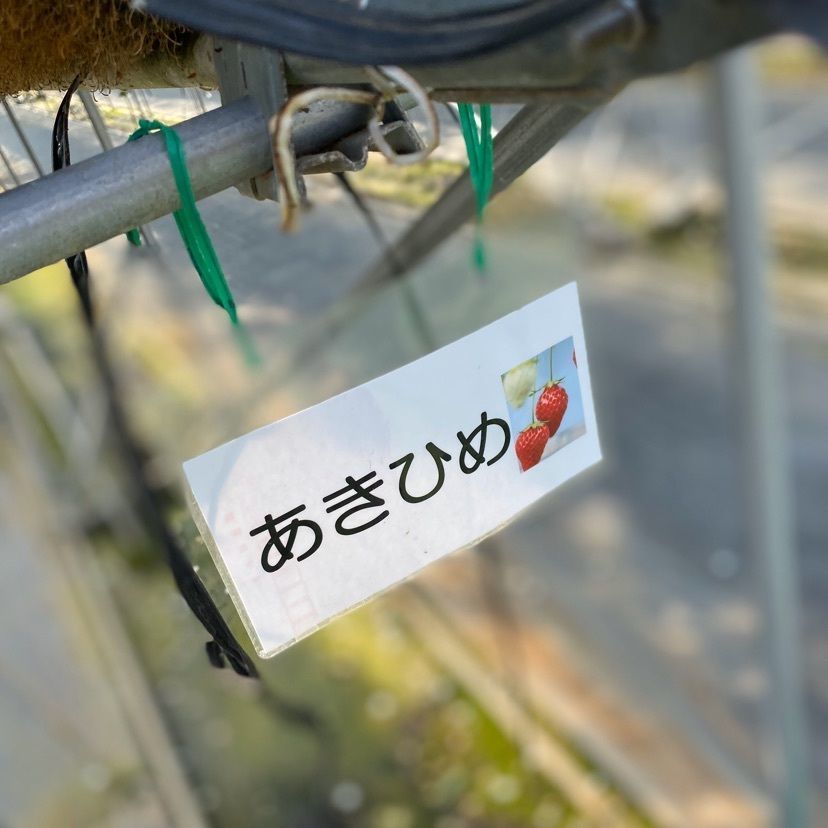 anotherlemonさんが投稿した伊豆長岡いちご狩りセンターに関する口コミの画像