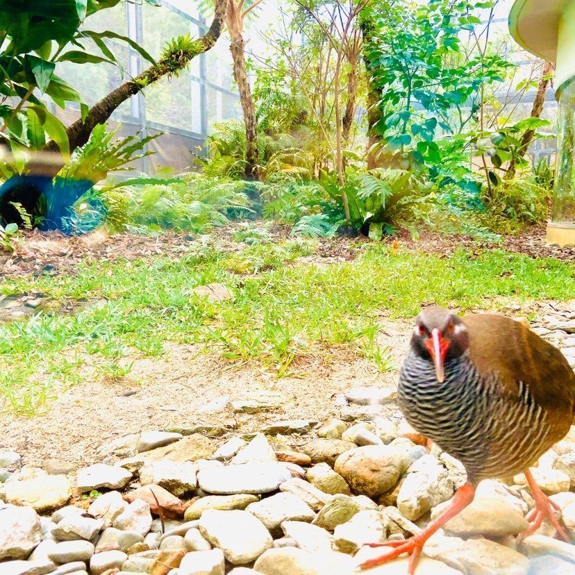 ニャーゴ𓃠さんが投稿したヤンバルクイナ生態展示学習施設に関する口コミの画像