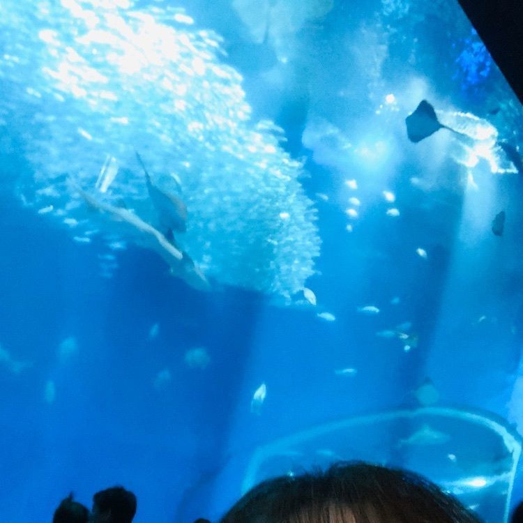 れいんぼうれいんぼうさんが投稿したすしの丸藤 アクアワールド大洗水族館店に関する口コミの画像