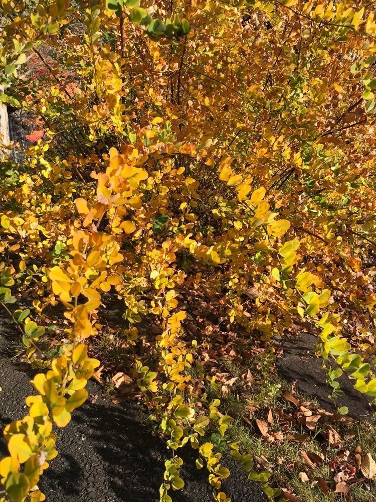 りょう.Ｋさんが投稿した福智山ろく花公園に関する口コミの画像