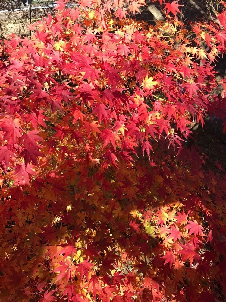 りょう.Ｋさんが投稿した福智山ろく花公園に関する口コミの画像