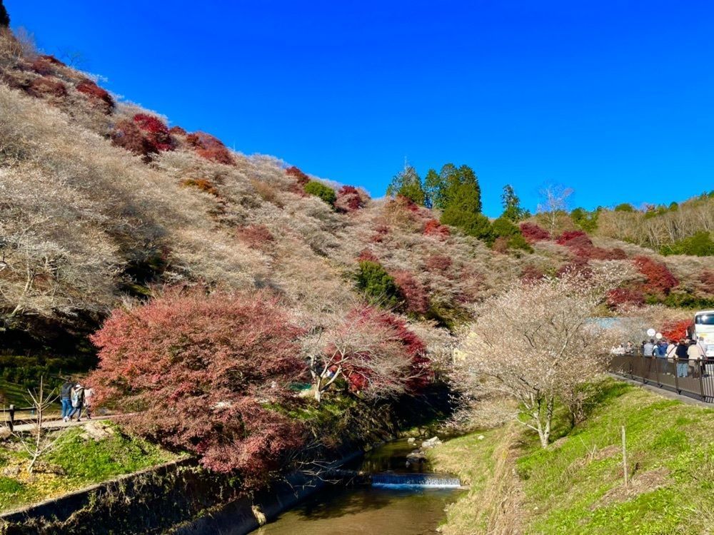 Mitsuさんが投稿した川見四季桜の里に関する口コミの画像
