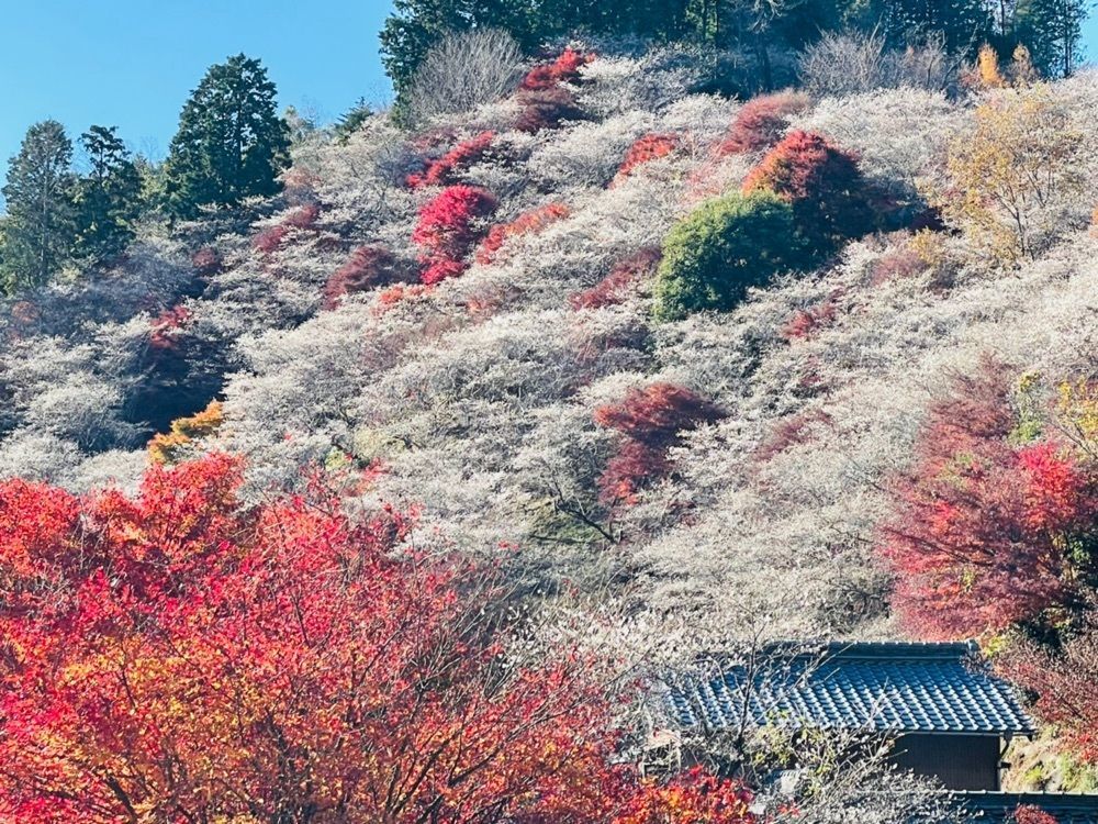 Mitsuさんが投稿した川見四季桜の里に関する口コミの画像