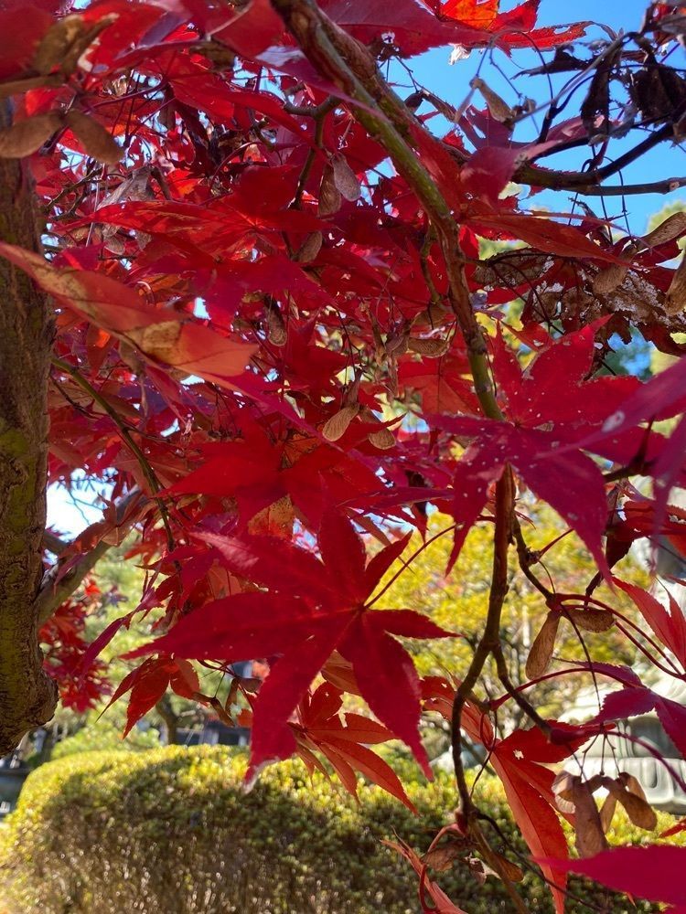 あきさんが投稿した吉見観音（安楽寺）に関する口コミの画像