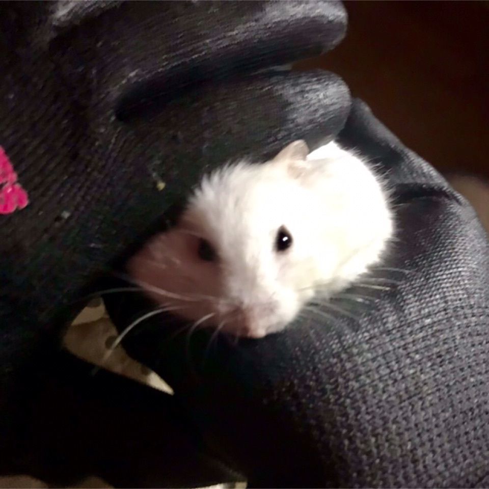 りゅうぽんさんが投稿した午前2時のハリネズミさんに関する口コミの画像