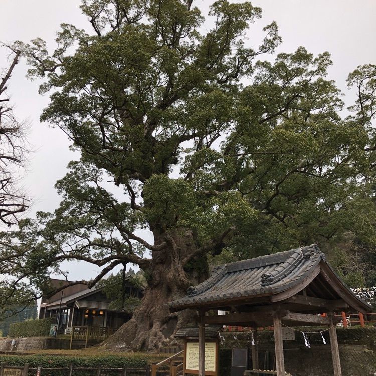 らはなはなさんが投稿した蒲生八幡神社に関する口コミの画像