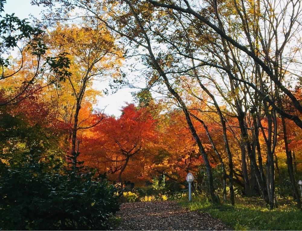 joyful_climing_53c5さんが投稿した県民公園太閤山ランドに関する口コミの画像