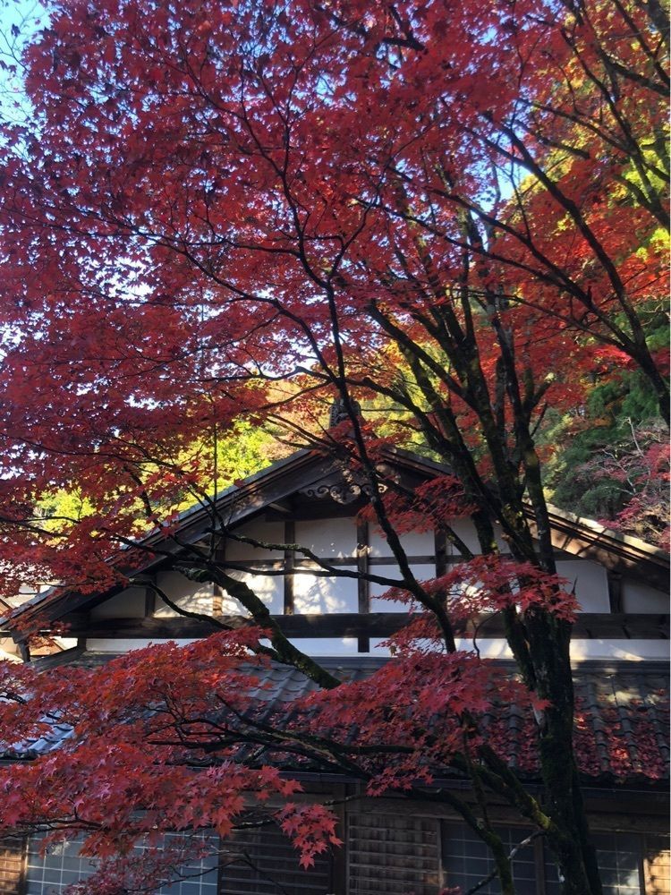 nicanさんが投稿した西明寺庭園（蓬来庭）に関する口コミの画像