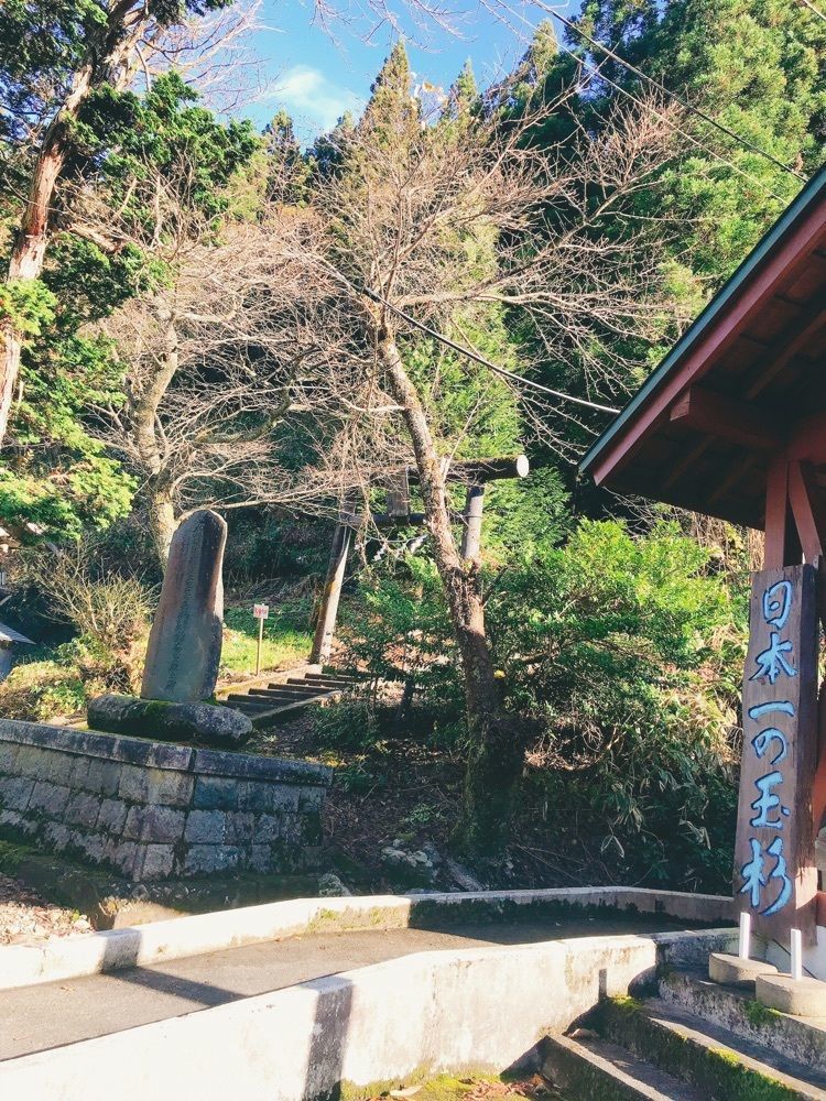 猫なぎ。さんが投稿した山五十川の玉杉に関する口コミの画像