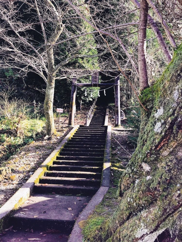 猫なぎ。さんが投稿した山五十川の玉杉に関する口コミの画像