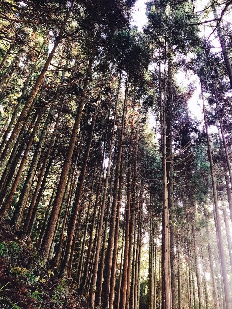 猫なぎ。さんが投稿した山五十川の玉杉に関する口コミの画像