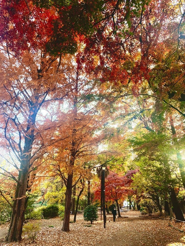 junkunさんが投稿した叙々苑 練馬関町店（ジョジョエン）に関する口コミの画像