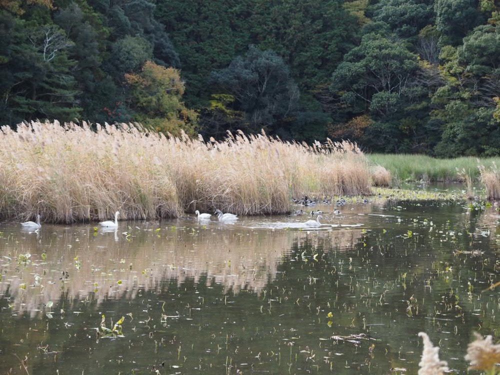 Howl Monさんが投稿した鶴ケ池に関する口コミの画像