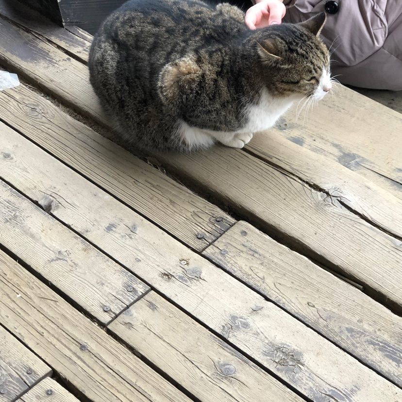 ®️ℹ︎ka☆T🥴🐾さんが投稿した深作農園に関する口コミの画像