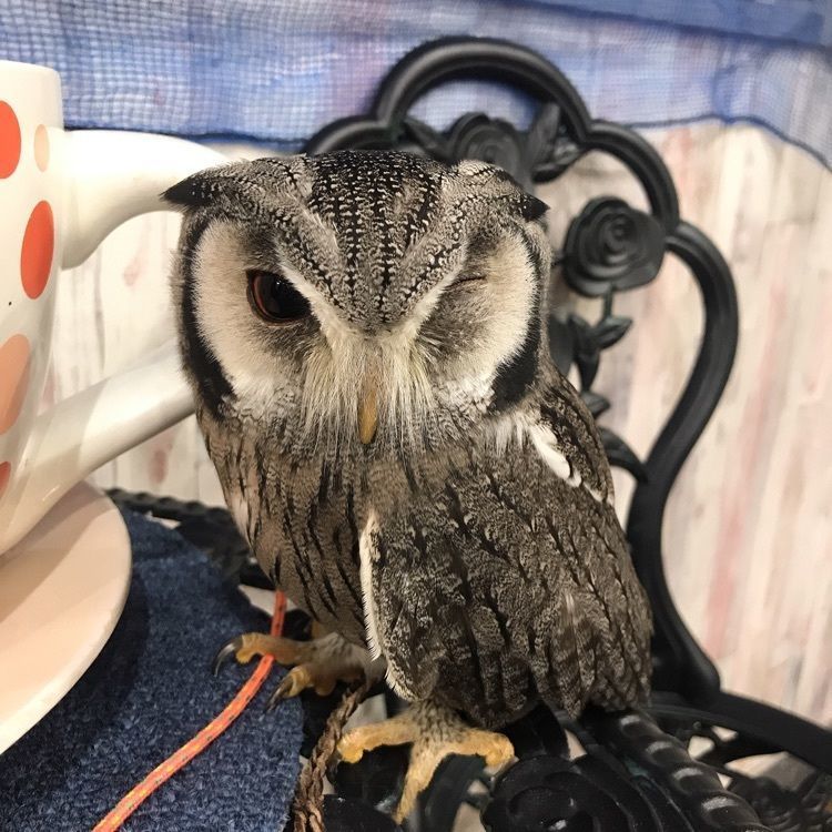 kabutanさんが投稿したあうるぱーく フクロウカフェ 池袋に関する口コミの画像