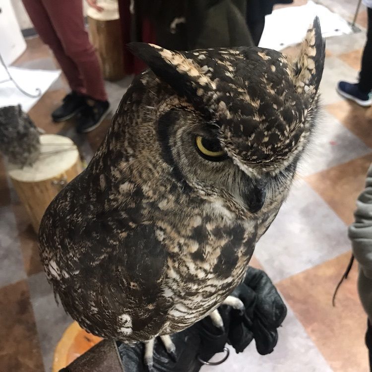 kabutanさんが投稿したあうるぱーく フクロウカフェ 池袋に関する口コミの画像