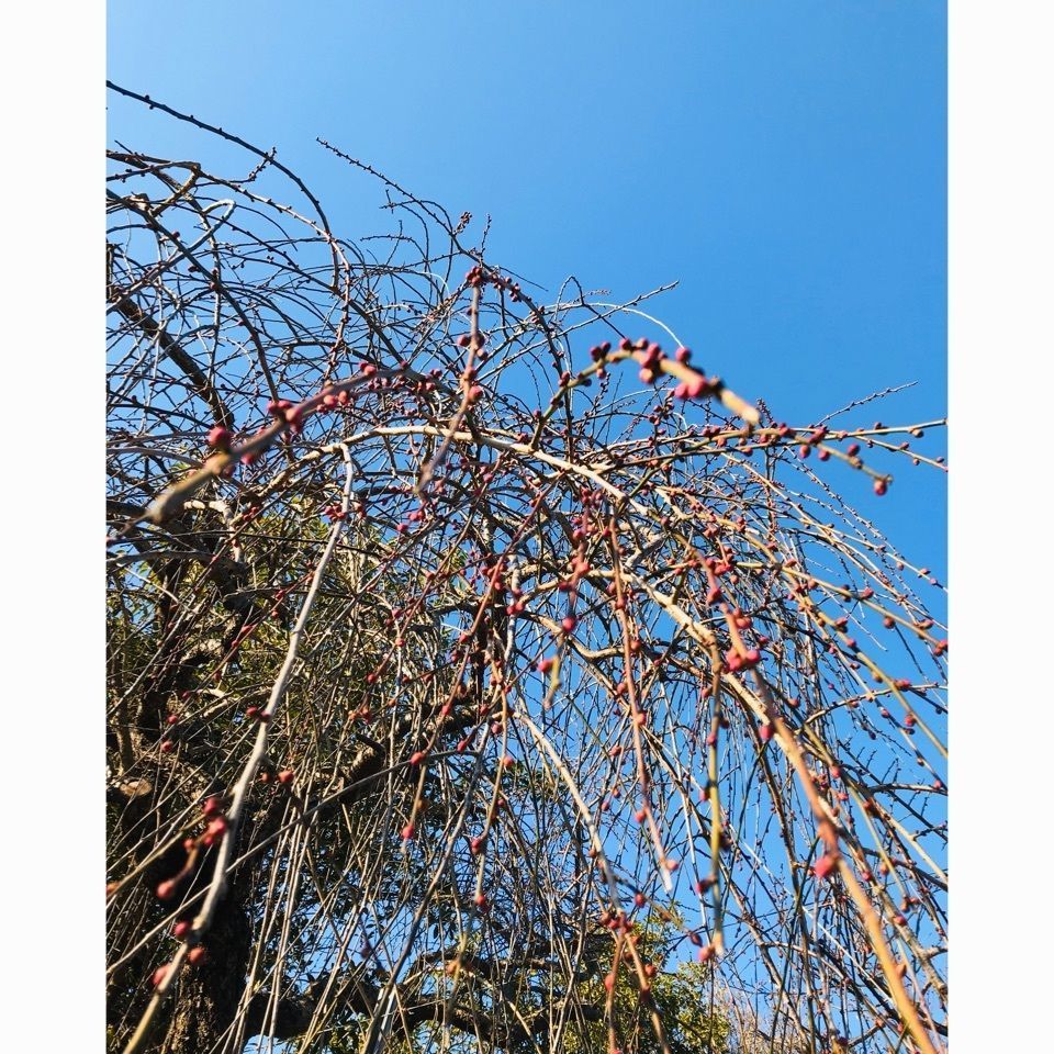 ＫMＴKさんが投稿した熊野川温泉さつきに関する口コミの画像