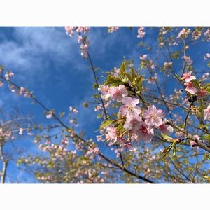 日本平夢テラス 3枚目