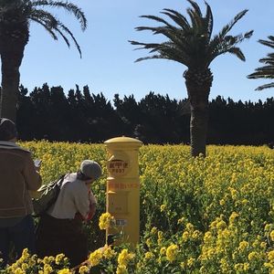 伊良湖菜の花ガーデン