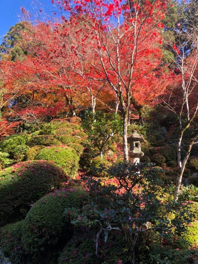 nicanさんが投稿した華楽坊（からくぼう）に関する口コミの画像
