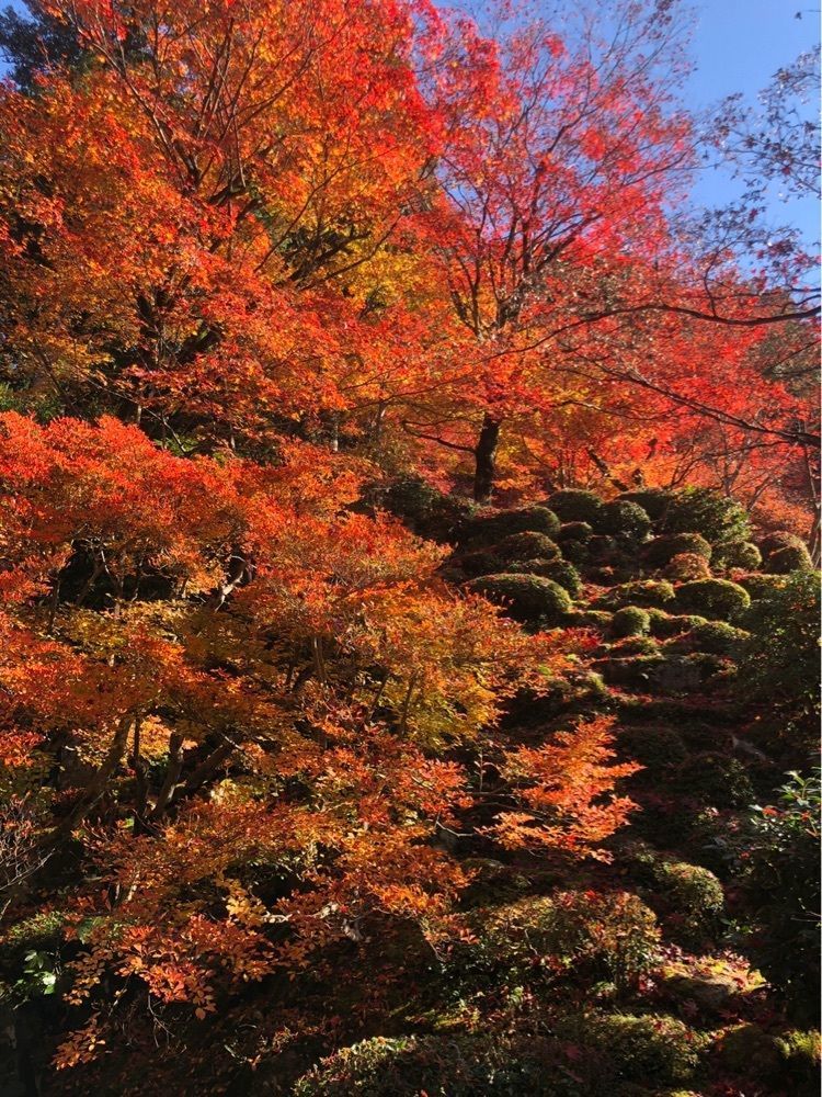 nicanさんが投稿した華楽坊（からくぼう）に関する口コミの画像
