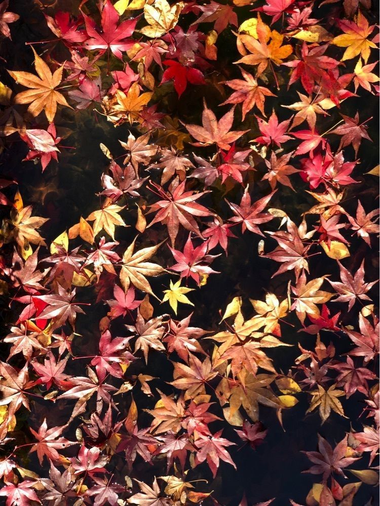 nicanさんが投稿した華楽坊（からくぼう）に関する口コミの画像