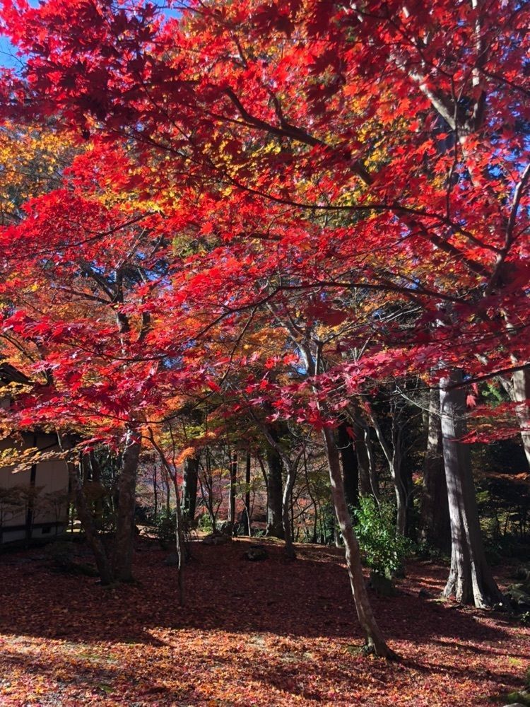 nicanさんが投稿した明寿院（金剛輪寺本坊）に関する口コミの画像