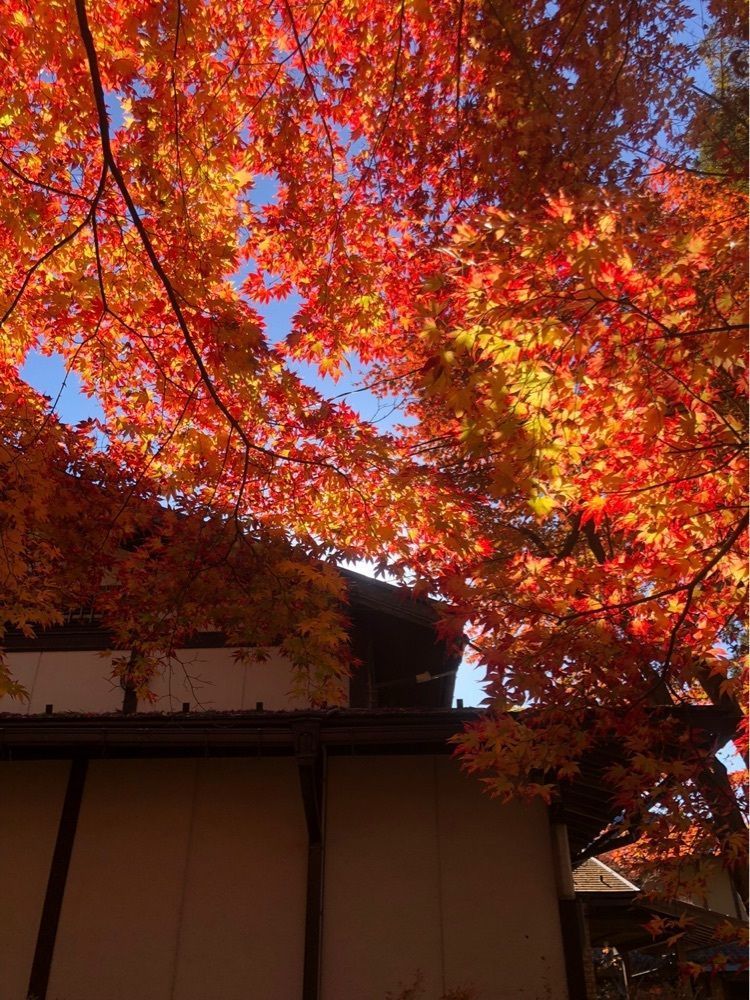 nicanさんが投稿した明寿院（金剛輪寺本坊）に関する口コミの画像