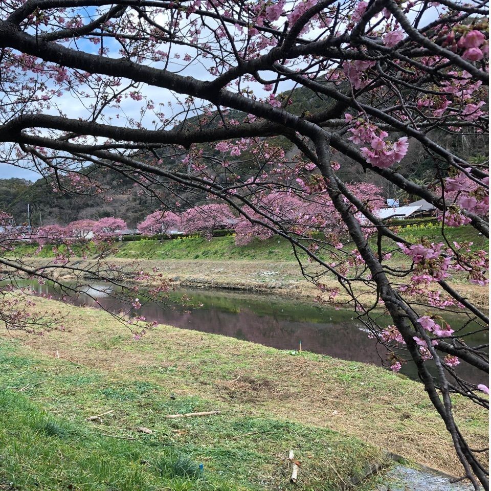 いとちゃんさんが投稿したみなみの桜と菜の花まつりに関する口コミの画像