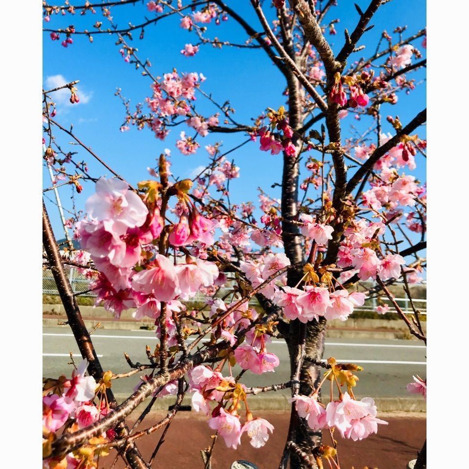 ＫMＴKさんが投稿した黒潮公園に関する口コミの画像