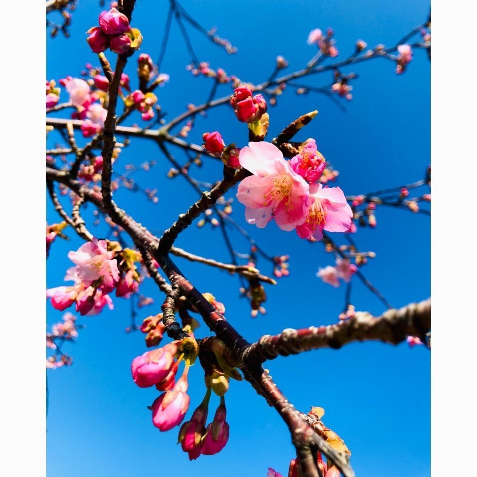 ＫMＴKさんが投稿した黒潮公園に関する口コミの画像