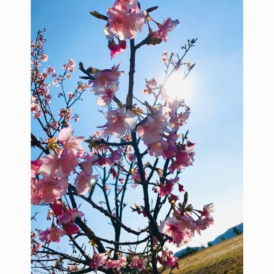 ＫMＴKさんが投稿した黒潮公園に関する口コミの画像