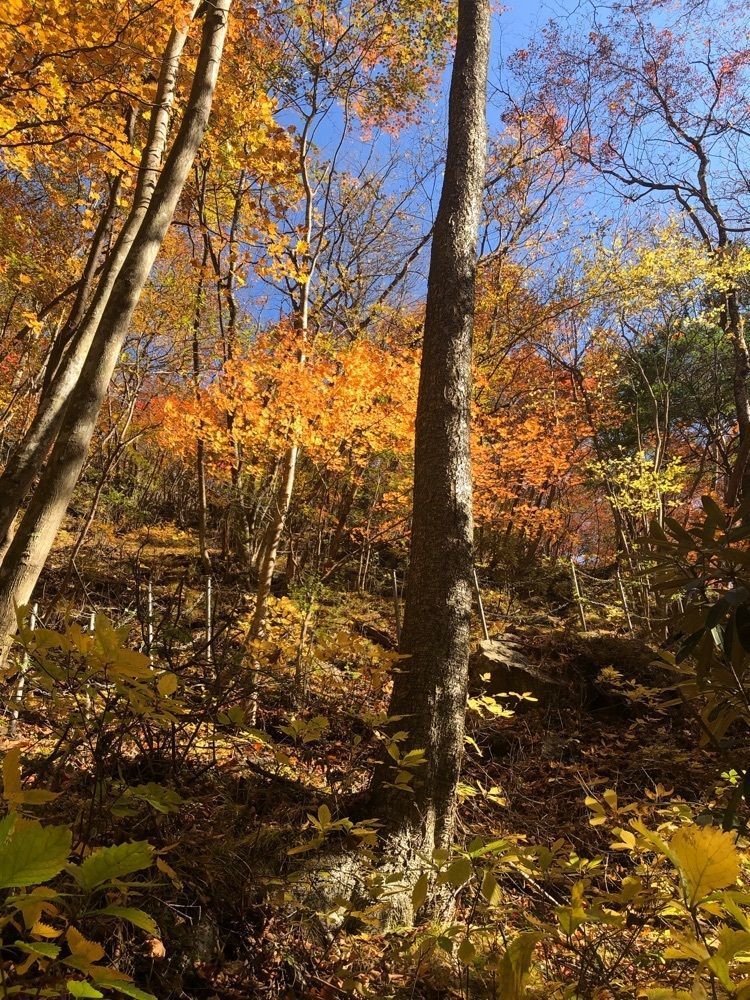 からっ風②さんが投稿した袈裟丸山に関する口コミの画像