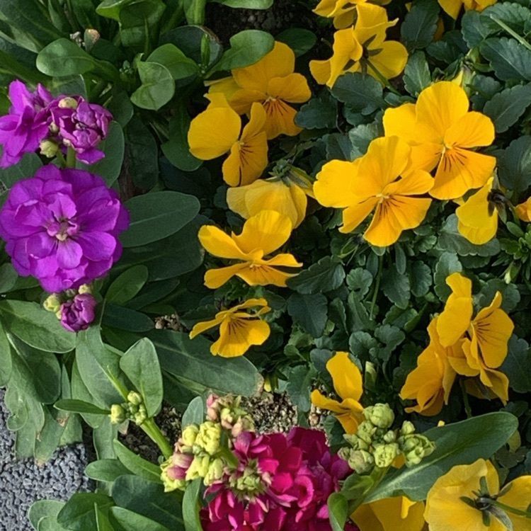 akoさんが投稿したわらべに関する口コミの画像