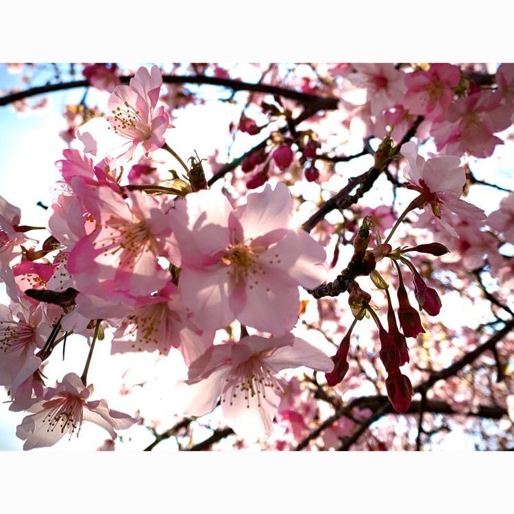 noraさんが投稿したあらしだに関する口コミの画像