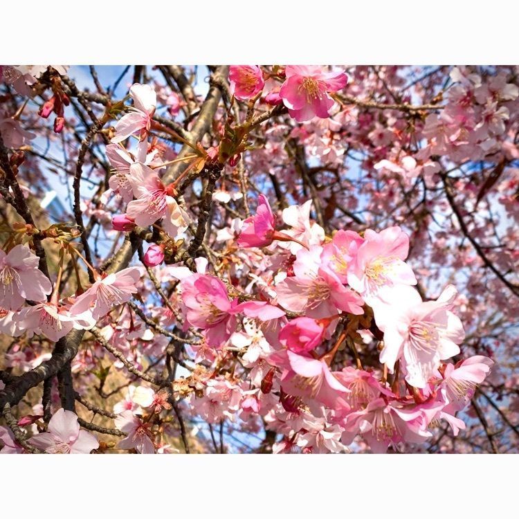 noraさんが投稿したあらしだに関する口コミの画像