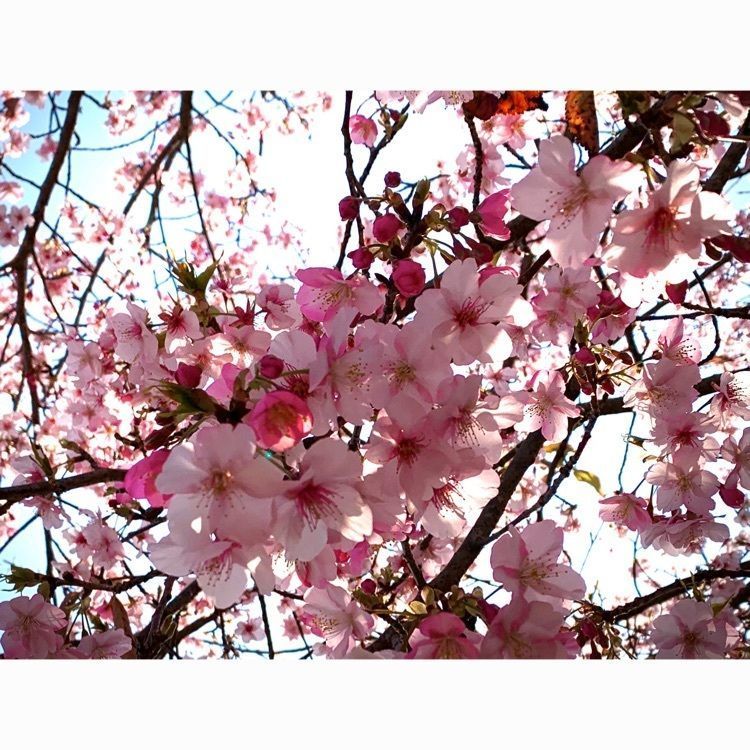 noraさんが投稿したあらしだに関する口コミの画像